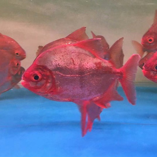 Batu Pahat Rose silver plate fish