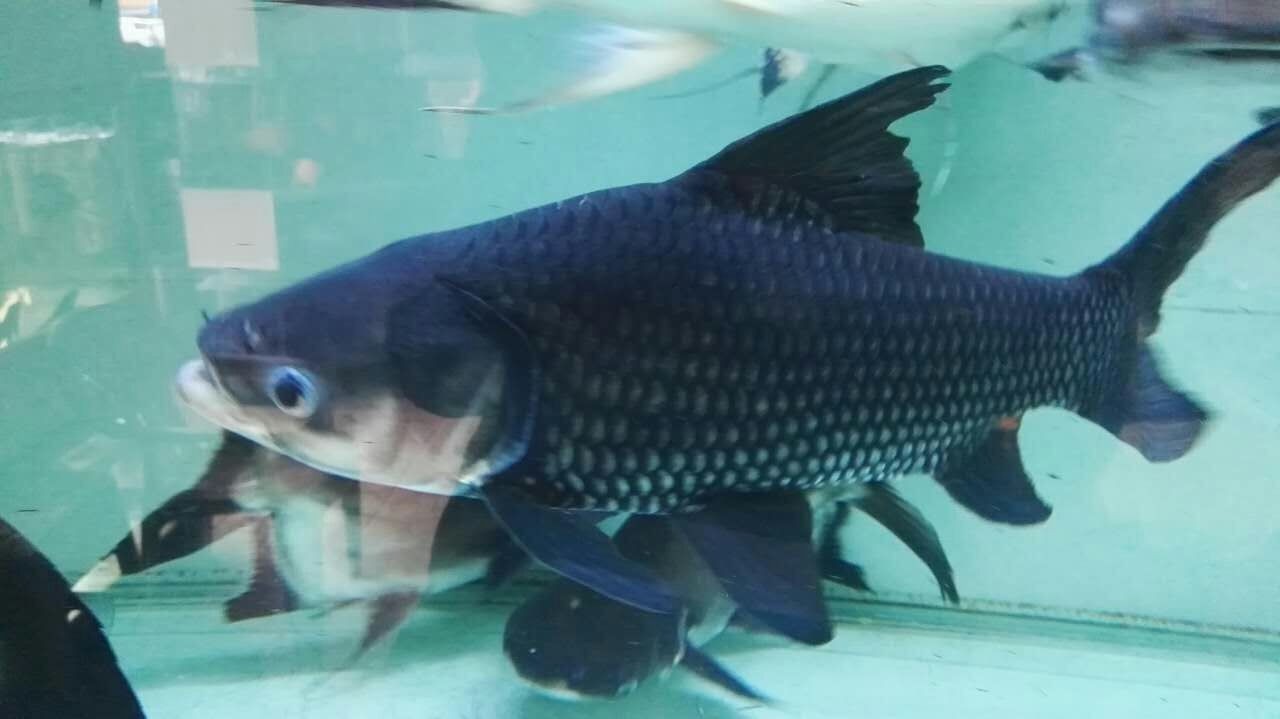 Batu Pahat Siamese giant carp