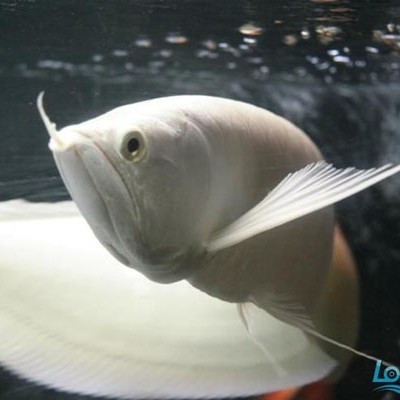 Batu Pahat Snow dragon fish