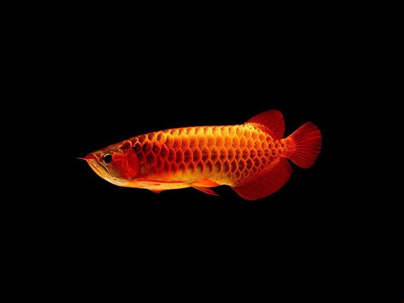 Batu Pahat Red arowana with blue background