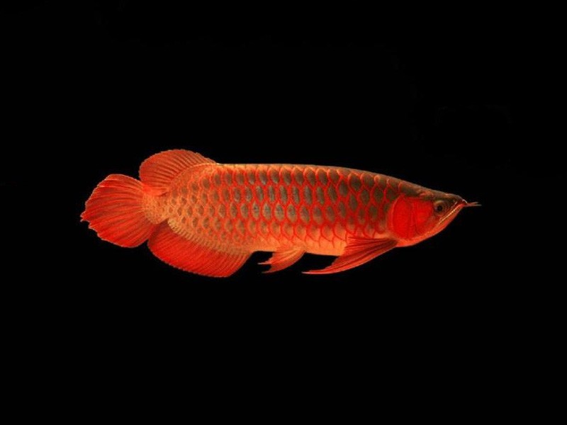 Batu Pahat Red bottom red Arowana